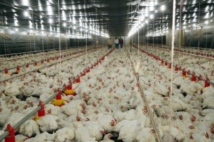 Diminua perdas através do conforto térmico para os animais